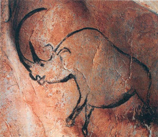 Rhinocerous, Chauvet