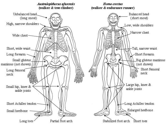 Australopithecus vs Erectus skeletons