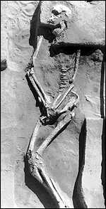 Mungo Man skeleton