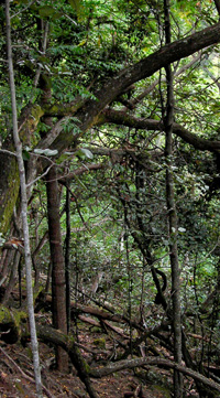Waimea Canyon State Park Vegetation