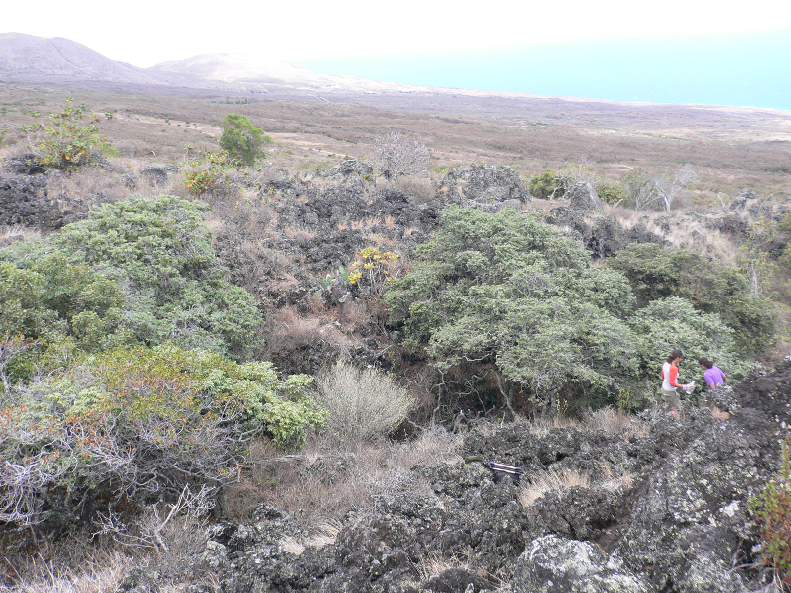 Tropical Dry Forests of the Pacific - Hawaii 
