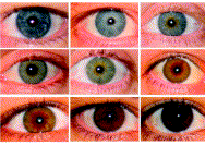Representative eye colors