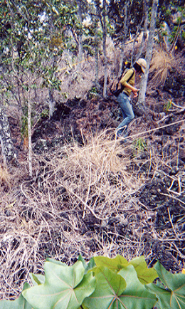 Kaupulehu Field Work