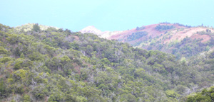 Kauai Dry Forest