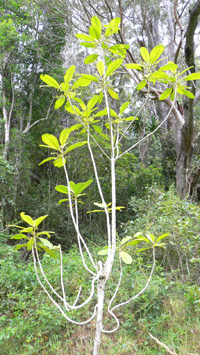 Awaawaphui Site Vegetation.