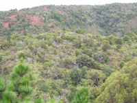 Kauai Dry Forest