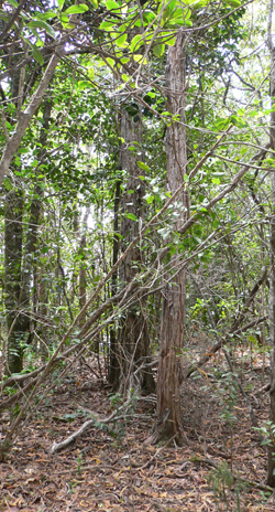 Nualolo Trail Vegetation