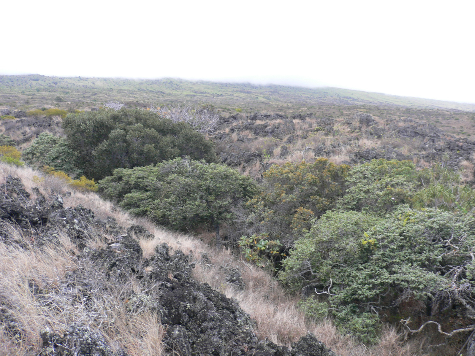 Tropical Dry Forests of the Pacific - Hawaii 
