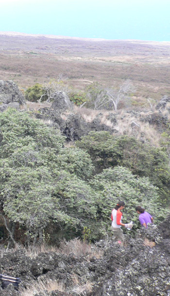 Kanio Site Vegetation