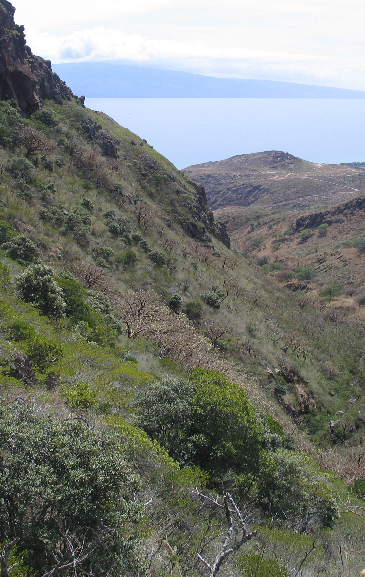 Lihau Site Vegetation