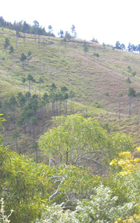Kamiloloa Site Vegetation