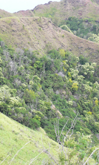 Kaluakauila Site Vegetation